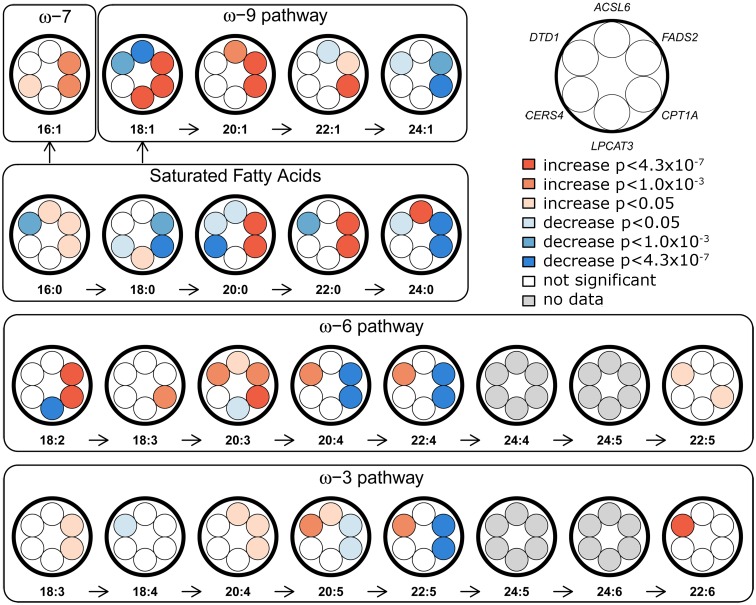 Identification of Novel Genetic Determinants of Erythrocyte Membrane Fatty Acid Composition among Greenlanders