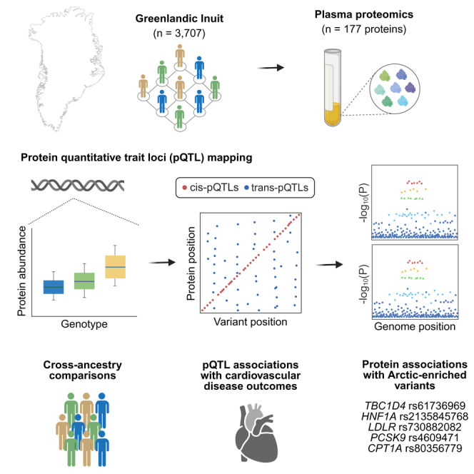 Graphical overview of the Greenland plasma proteome study